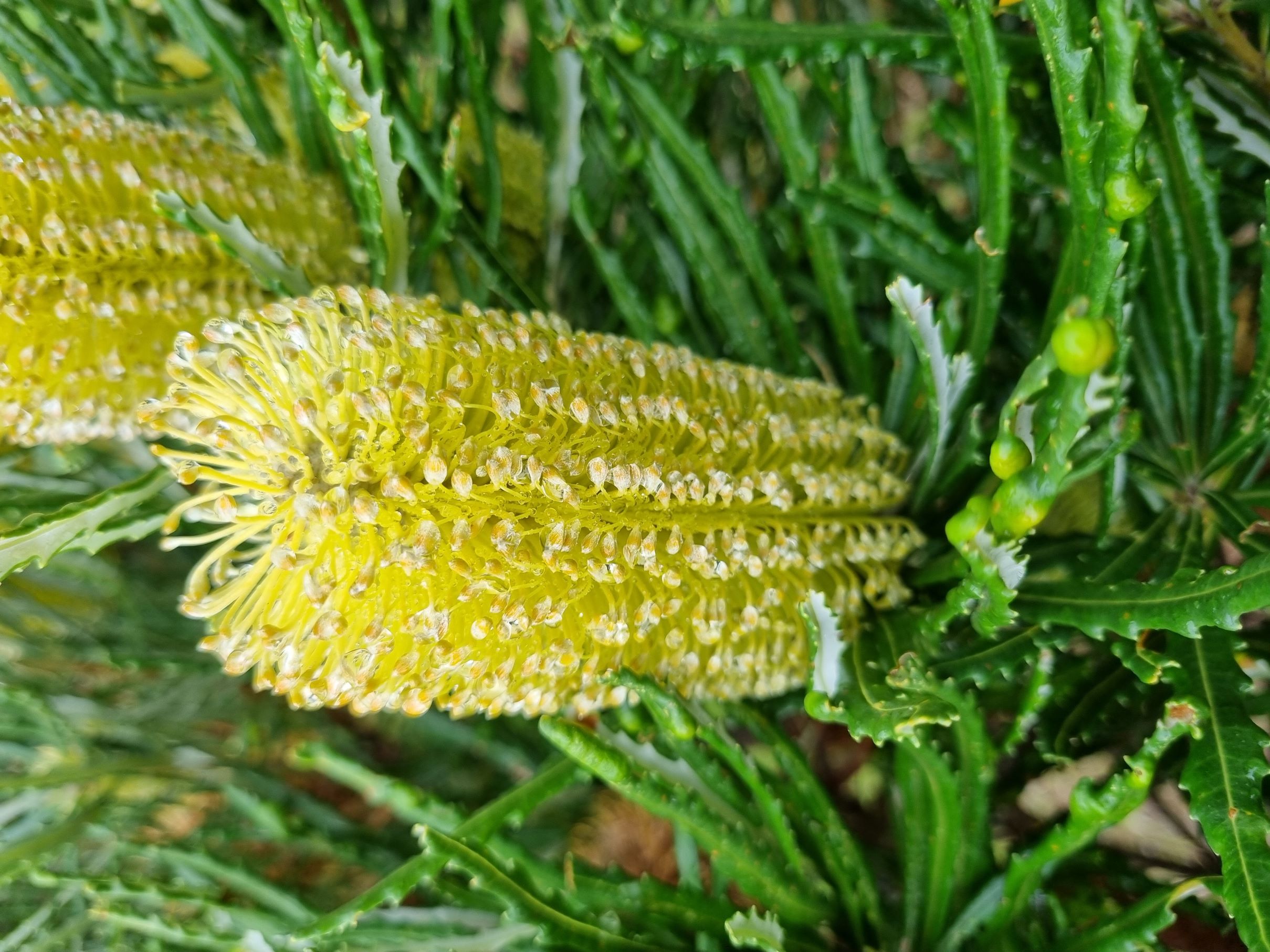 littoralis